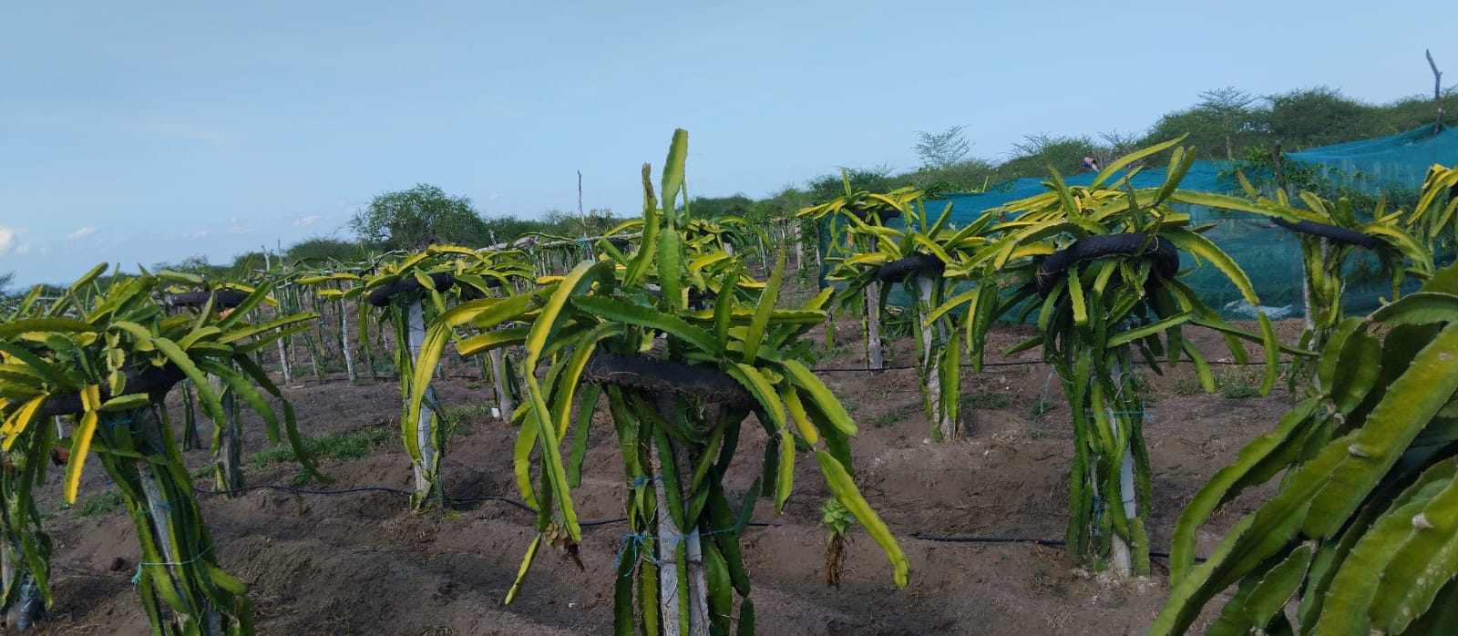 Kilifi RegenAgri Project Kenya Agriculture Water